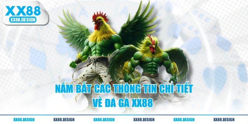 Nắm bắt các thông tin chi tiết về đá gà XX88 